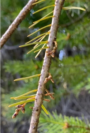 A. douglasii on Branch. Source: Terry Henkel