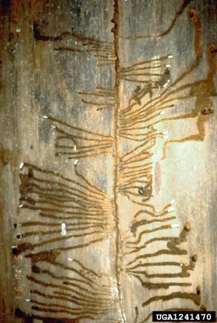 Douglas fir beetle gallery, with alternating chambers coming off a main notch. Source: Kenneth E. Gibson, USDA Forest Service, Bugwood.org