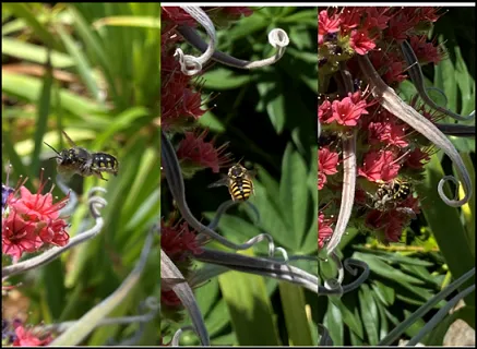 Anthidium manicatum - L. Barbs on abdomen, M. posterior middle, R. mating view