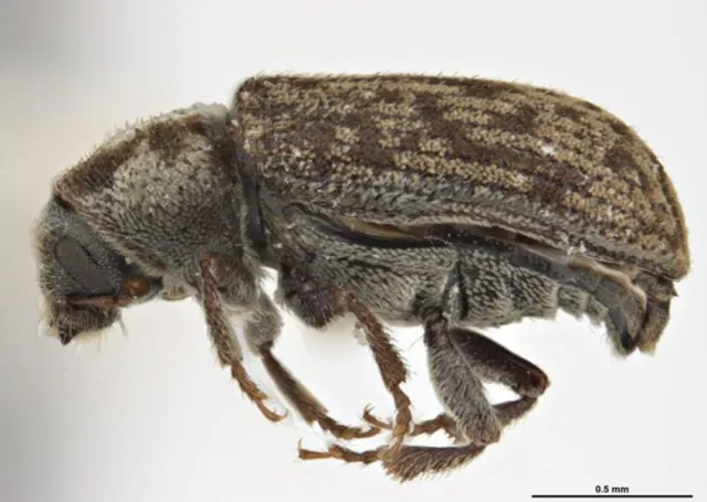 Adult Douglas fir pole beetle. Source: Sarah McCaffrey Museums Victoria