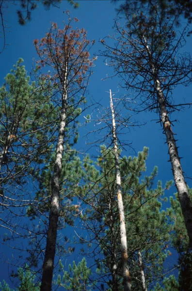 Heterobasidion irregulare crown damage on pines. Source: Robert Blais, Natural Resources Canada