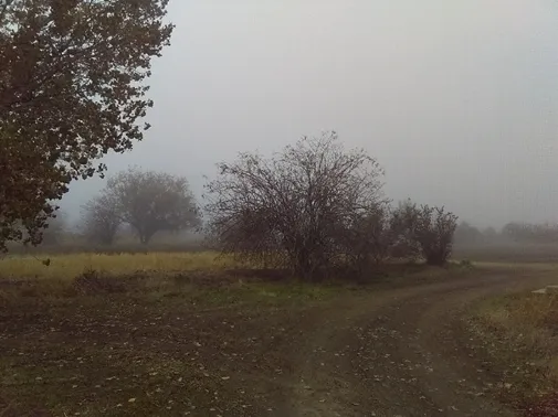 soft, soft, muting sound and sight, the fog envelops, like a blanket, like a swaddling, like a womb