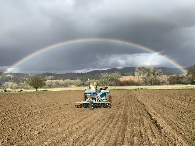 Seeding grain plots ahead of the rain.