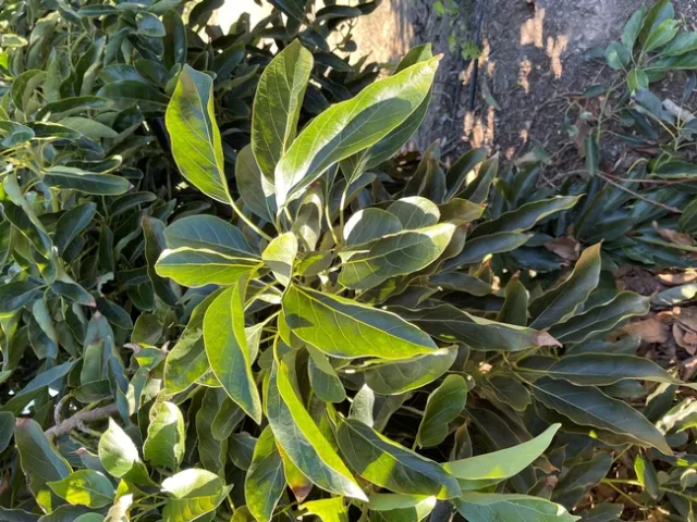 avocado no salt damag4e