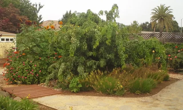 Black Locust 'Twisty baby' overgrown