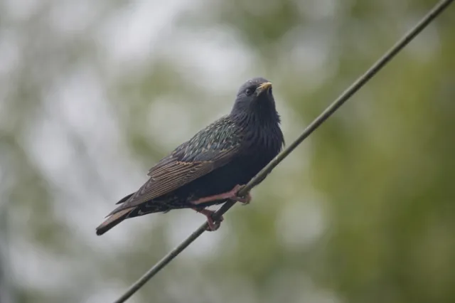 European starling