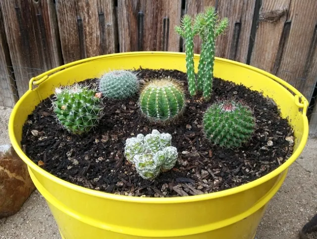 Jeff Ford Cactus Jan 22