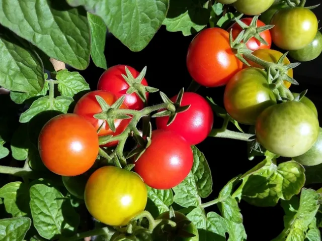 Jeff Ford Tomatoes Jan 22