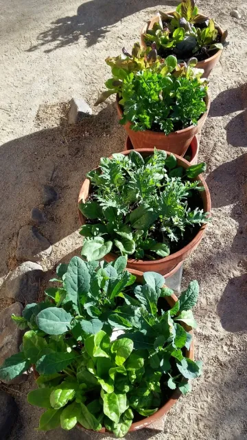 Jeff Ford Garden Jan 22