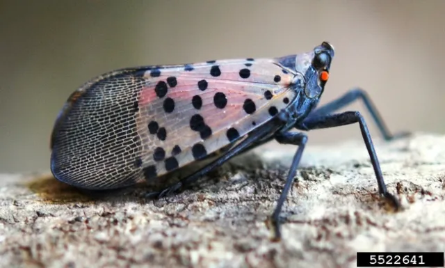 Spotted Lanternfly adult