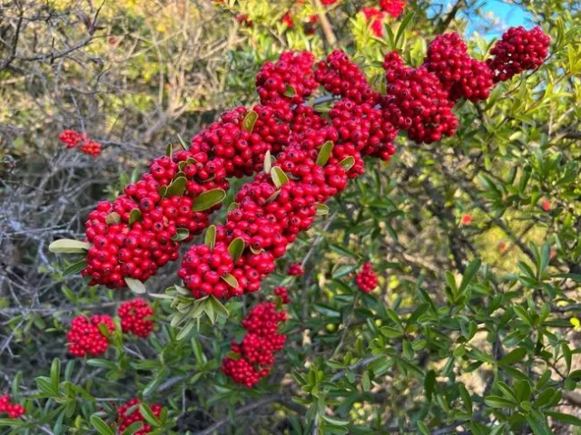 Pyracantha. Photos by Erin Mahaney