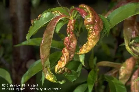 Reddish, puckered, distorted leaves infected by peach leaf curl.<br>(Credit: Jack Kelly Clark)