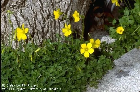 Buttercup oxalis (Cedit: Jack Kelly Clark)