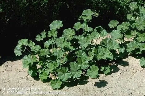 Mature little mallow plant (Credit: Jack Kelly Clark)