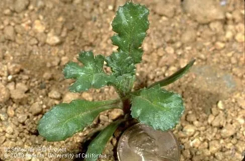 Seedling of common groundsel (Credit: Jack Kelly Clark)