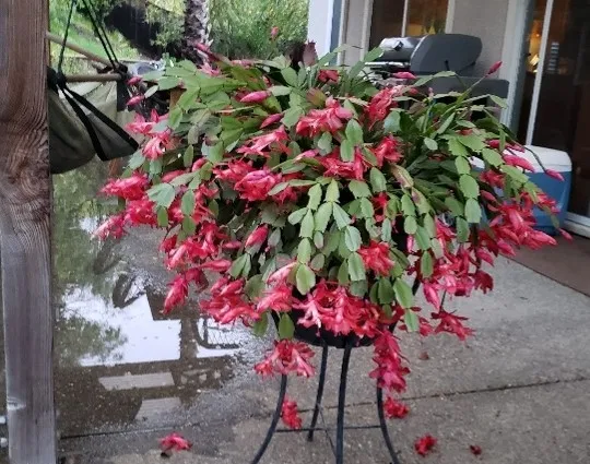 photo by Nancy Forrest