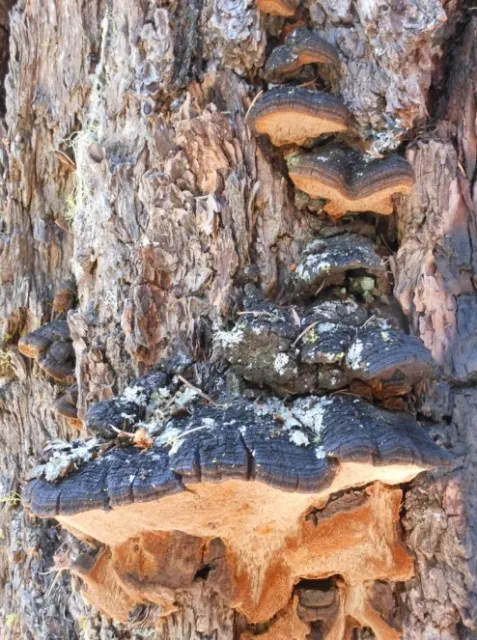 Porodaedalea pini Fruiting Bodies. Source: Wallis Robinson