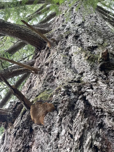 Porodaedalea pini fruiting body under branch stub. Source: Wallis Robinson