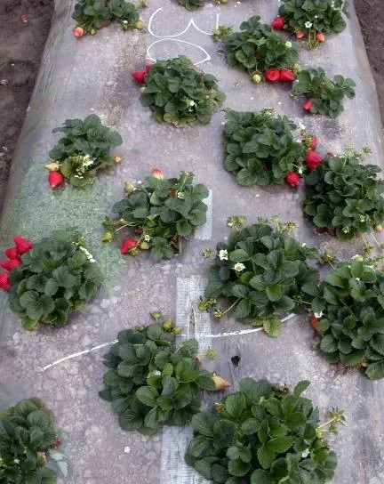 ASD at hansen - plants (1)