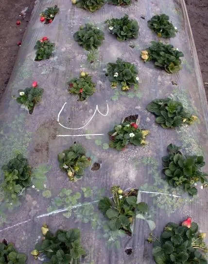 ASD at hansen - plants without ASD (1)