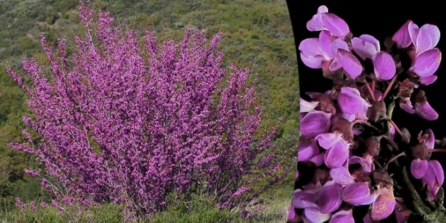 Western Redbud: Cercis occidentalis