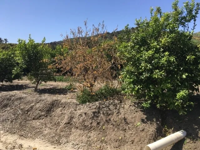 citrus dry root rot single tree