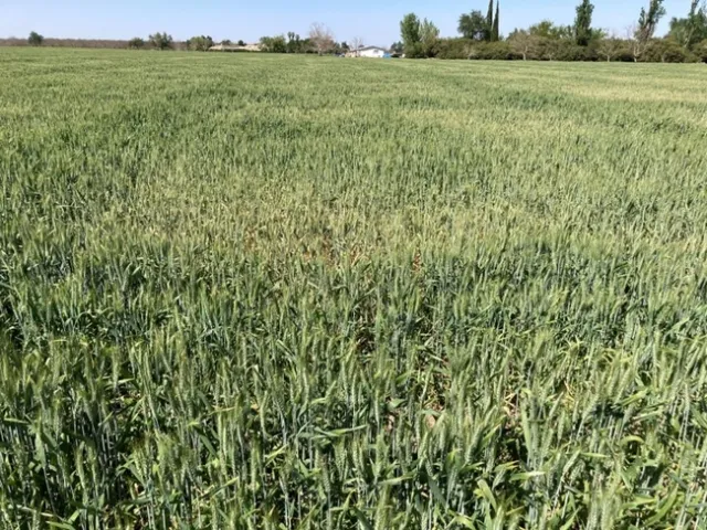 DroughtStressed Wheat