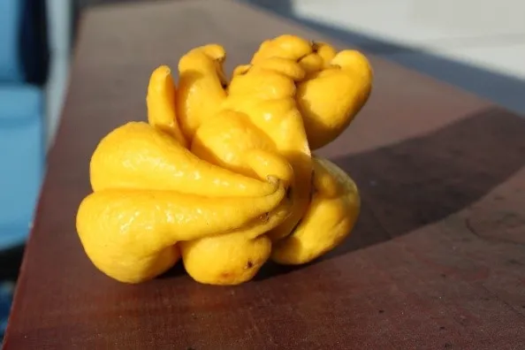 citrus bud mite lemon