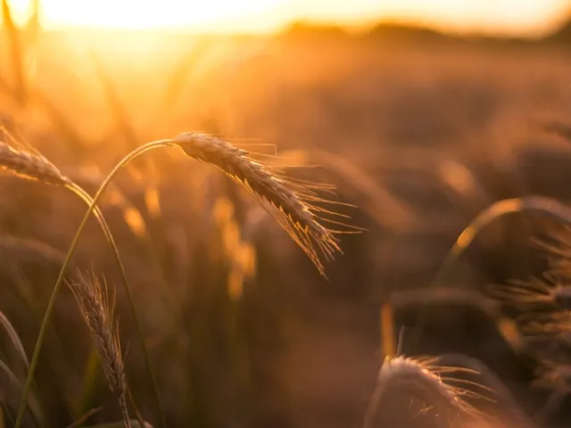 Wheat at sunset