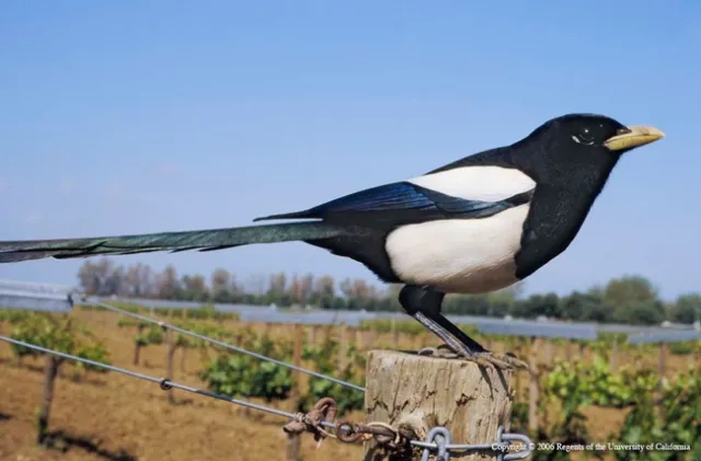 Yellow-billed Magpie, W. Paul Gorenzel, UC ANR