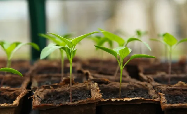 young seedling plants