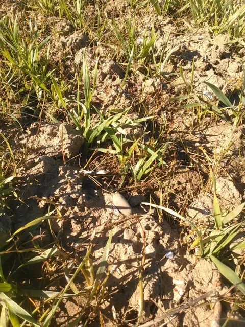 Wheat Early Tillering