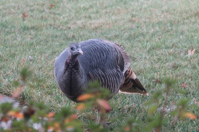 A brazen female wild turkey on a north Chico lawn, J.H. Connell