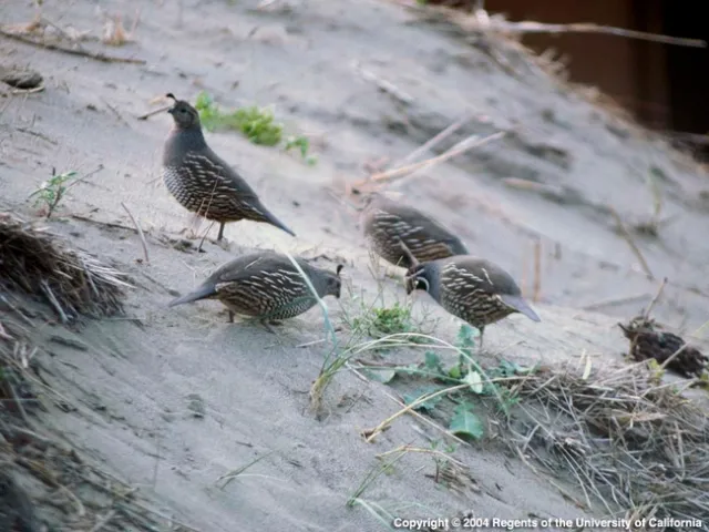 California quail, Joseph DiTomaso, UC ANR
