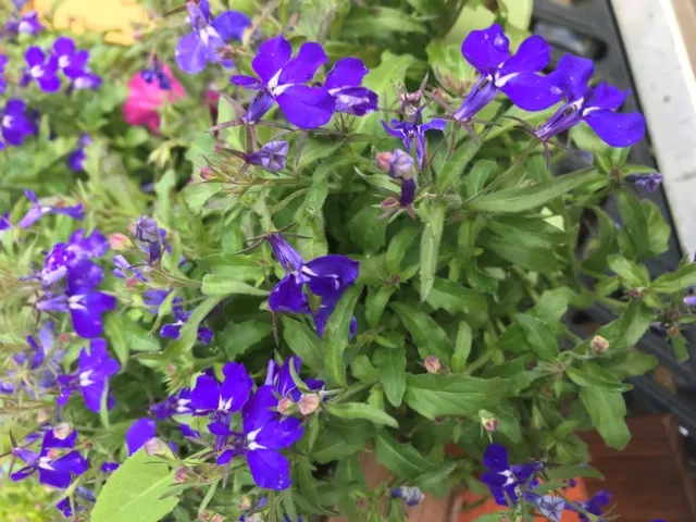 Photo by Andrea Peck