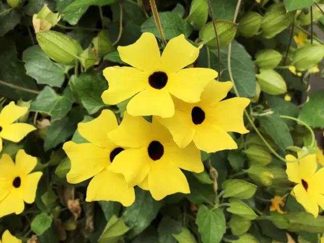 Photo by Deborah Pacheco