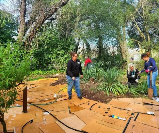 Wetting down the cardboard prior to staking down - P. Pashby