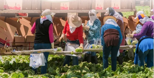 women working in the field