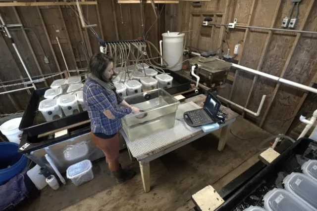 UC Davis postdoctoral researcher Sara Boles gives an abalone an ultrasound through its tank at the Bodega Marine Laboratory. Photo by Jackson Gross