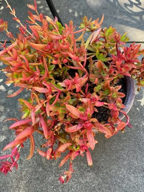 pink crassula capitella stress