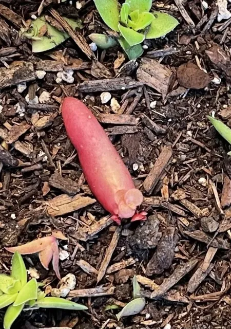 succulent growing from leaf cindyyee 2022