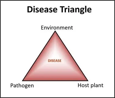 Disease Triangle