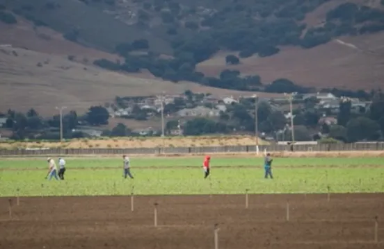 Five people hoe weeds in a crop field.