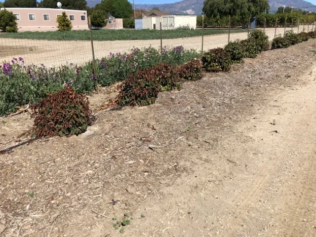 coffee frost damage line