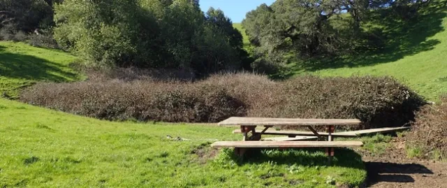 Himalayan blackberry thicket in the Solano Land Trust's Lynch Canyon Open Space. michael zeiss