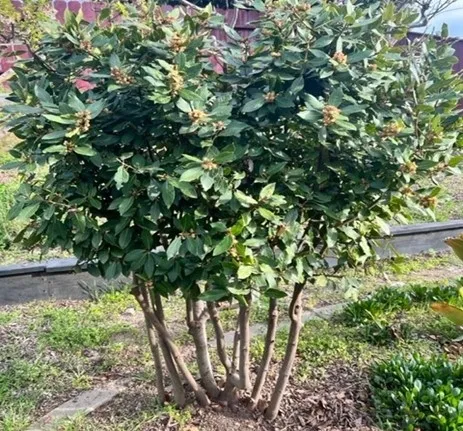 Photo of a bay laurel tree. Laurus nobilis.