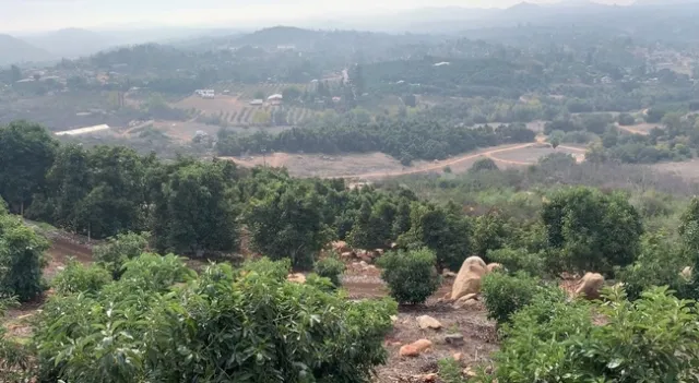 Las nuevas herramientas para los productores de aguacates tomarán en cuenta la inclinación del terreno accidentado de sus huertos. Fotografía por Ali Montazar.
