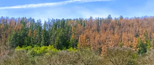 Lake PISAmortality2.2 202203