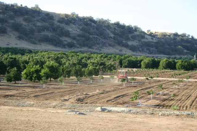 A tractor in a young planting of citrus trees.