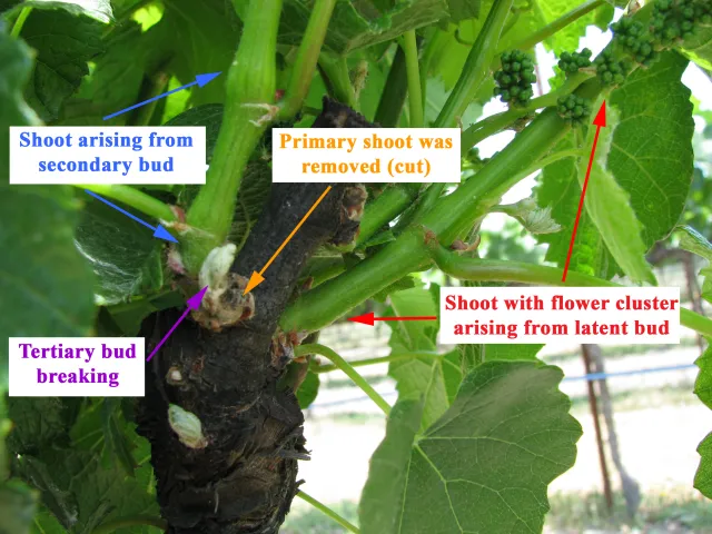 TertiaryBud_Diagram (004)